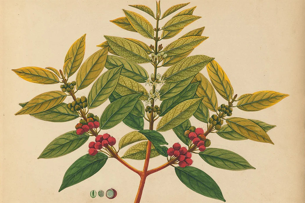 Robusta koffieboon